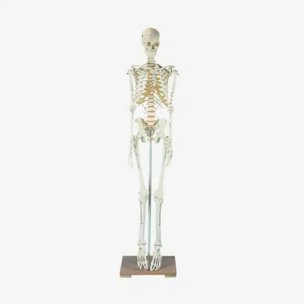 Menselijk skelet op verrijdbaar statief
